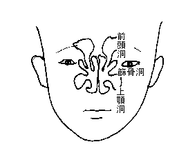 副鼻腔図